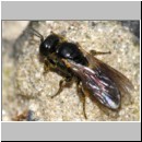 Lindenius albilabris - Grabwespe w01b 6mm.jpg